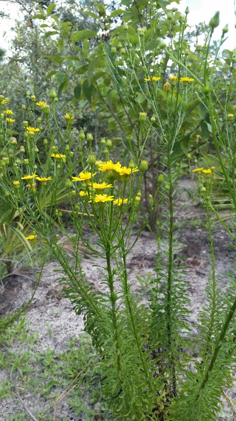 Narrowleaf Goldenaster photo 2
