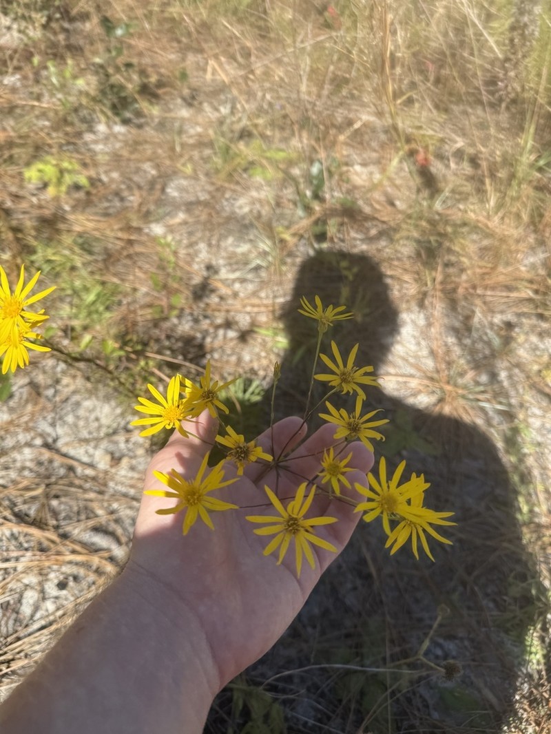 Narrowleaf Goldenaster photo 3