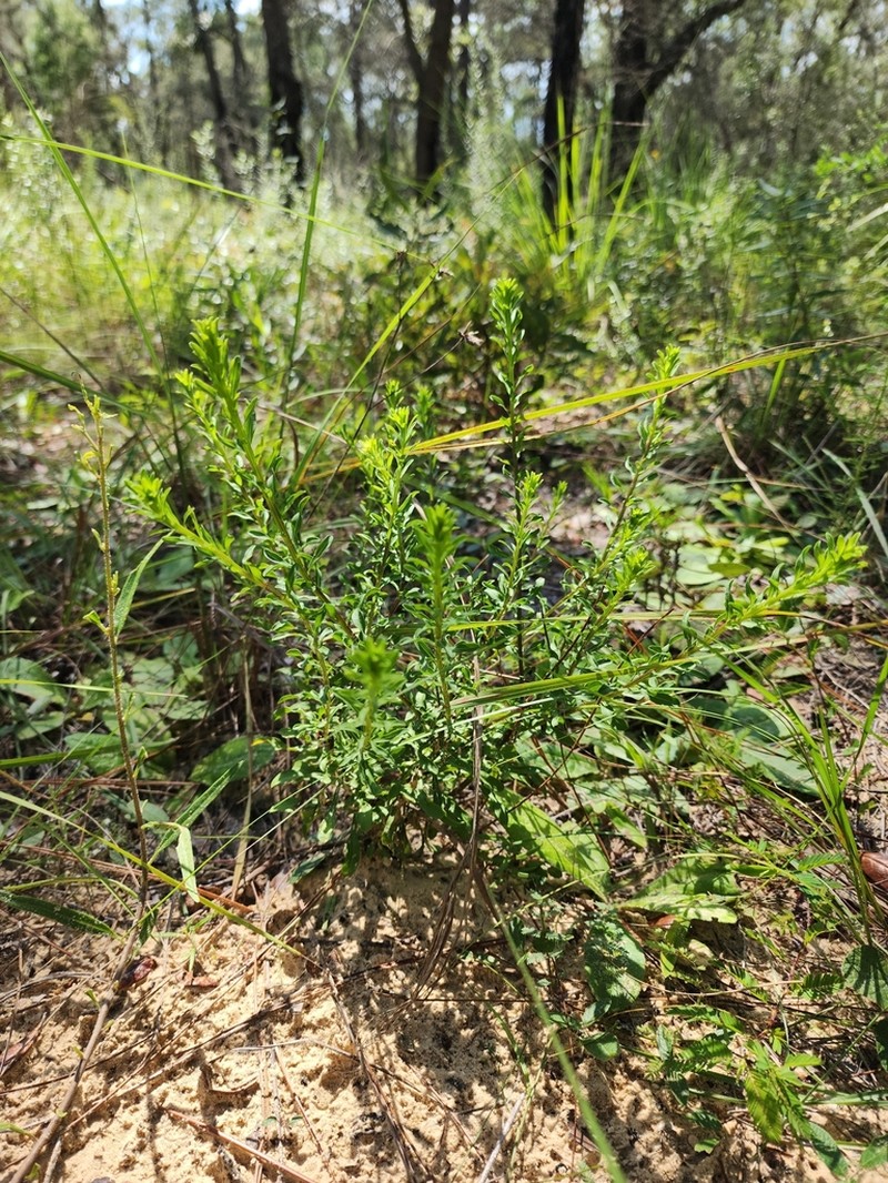 Narrowleaf Goldenaster photo 4