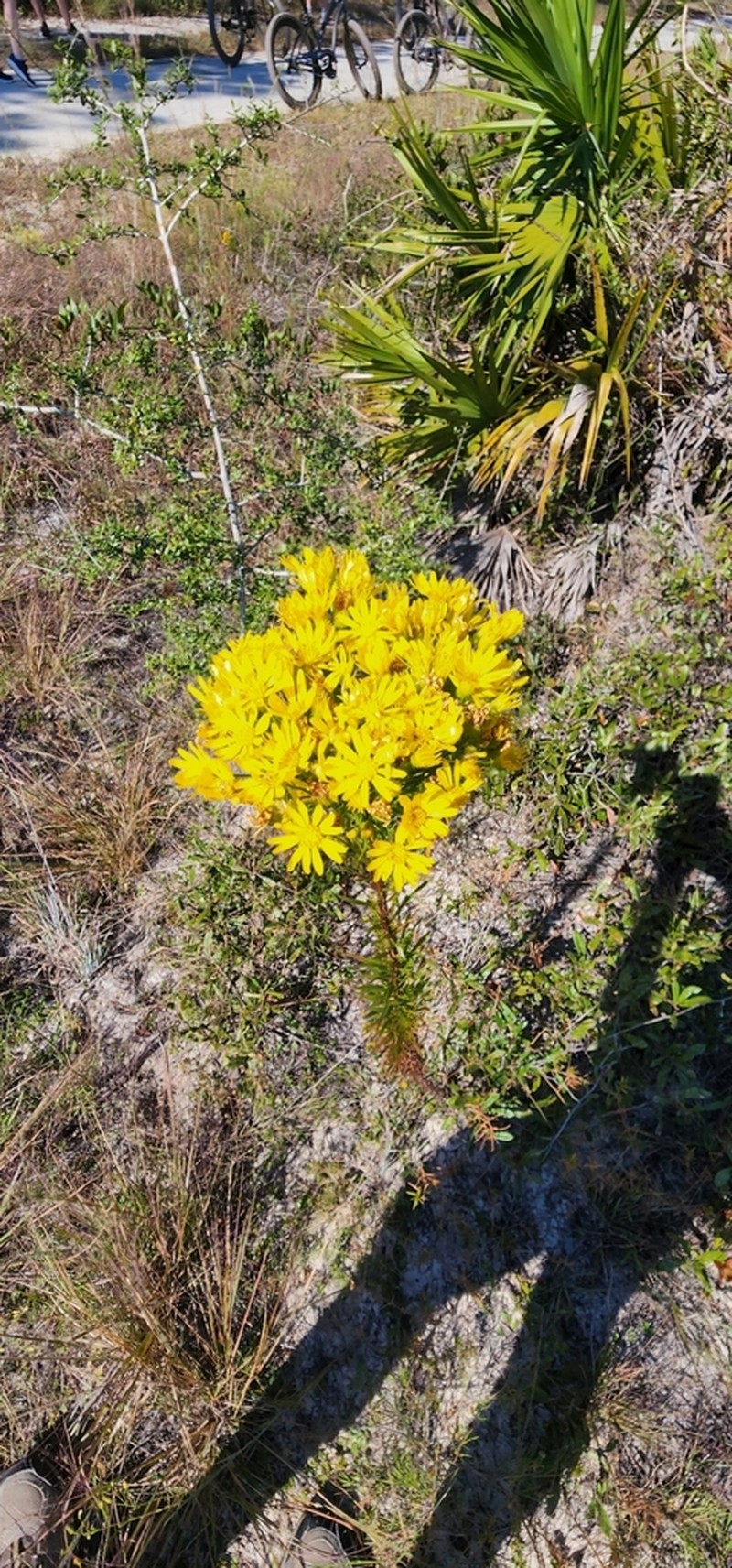 Narrowleaf Goldenaster photo 5