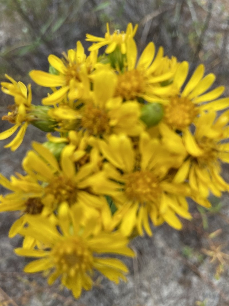 Narrowleaf Goldenaster photo 6