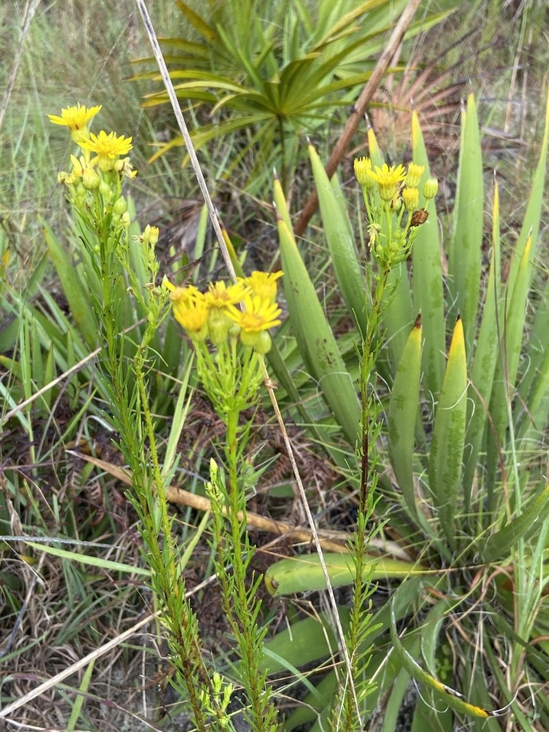Narrowleaf Goldenaster photo 7