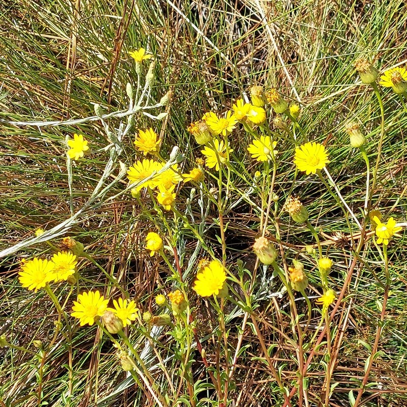 Narrowleaf Goldenaster photo 8