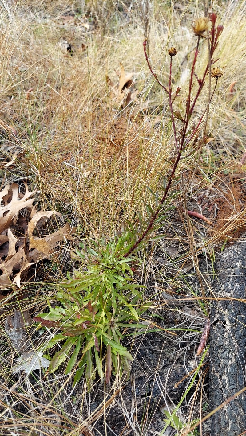 Chrysopsis linearifolia var. dressii photo 2