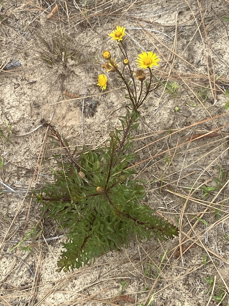 Chrysopsis linearifolia var. dressii photo 3