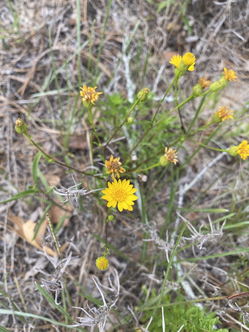 Chrysopsis linearifolia var. dressii photo 5