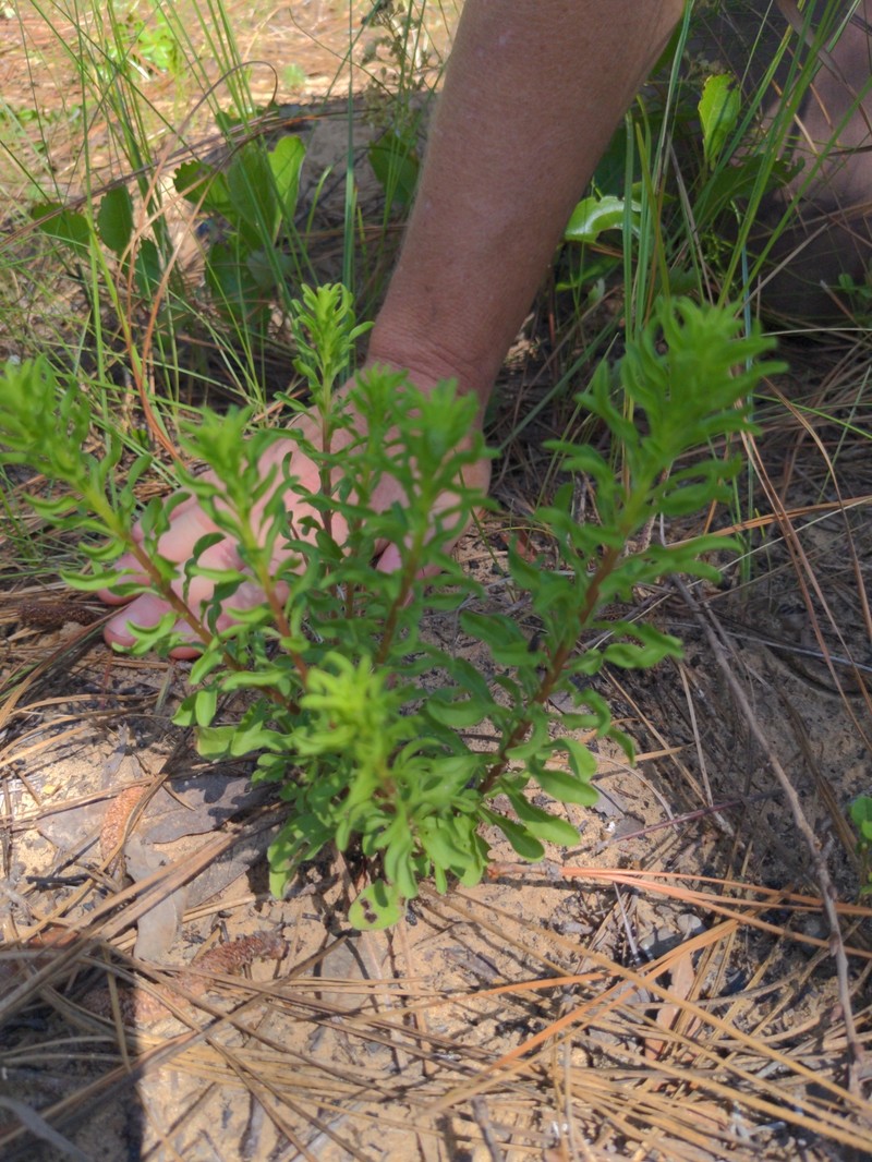 Chrysopsis linearifolia var. dressii photo 6