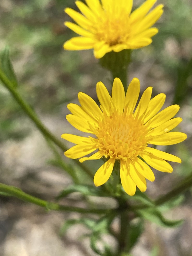 Chrysopsis linearifolia var. dressii photo 7