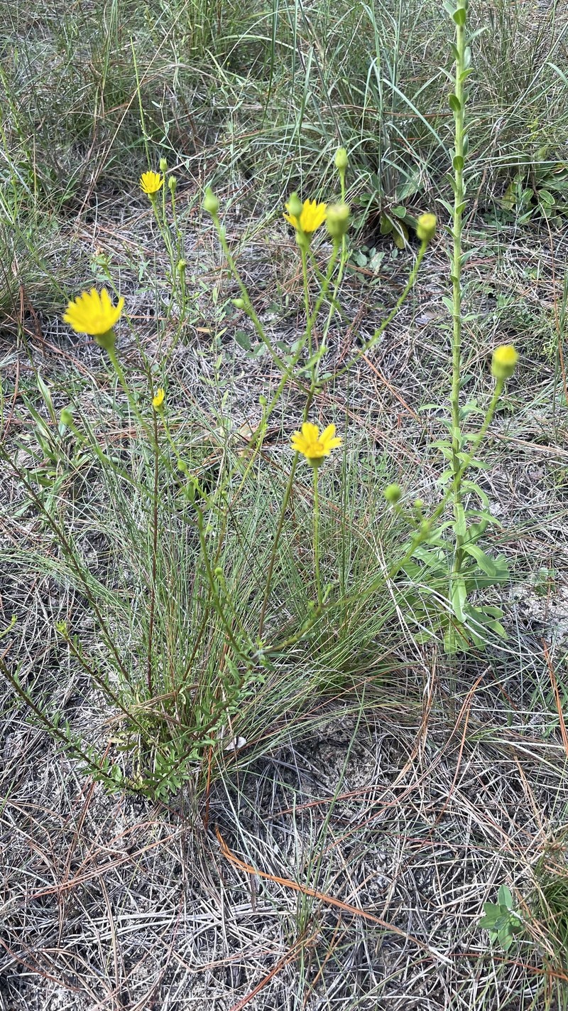 Chrysopsis linearifolia var. dressii photo 8