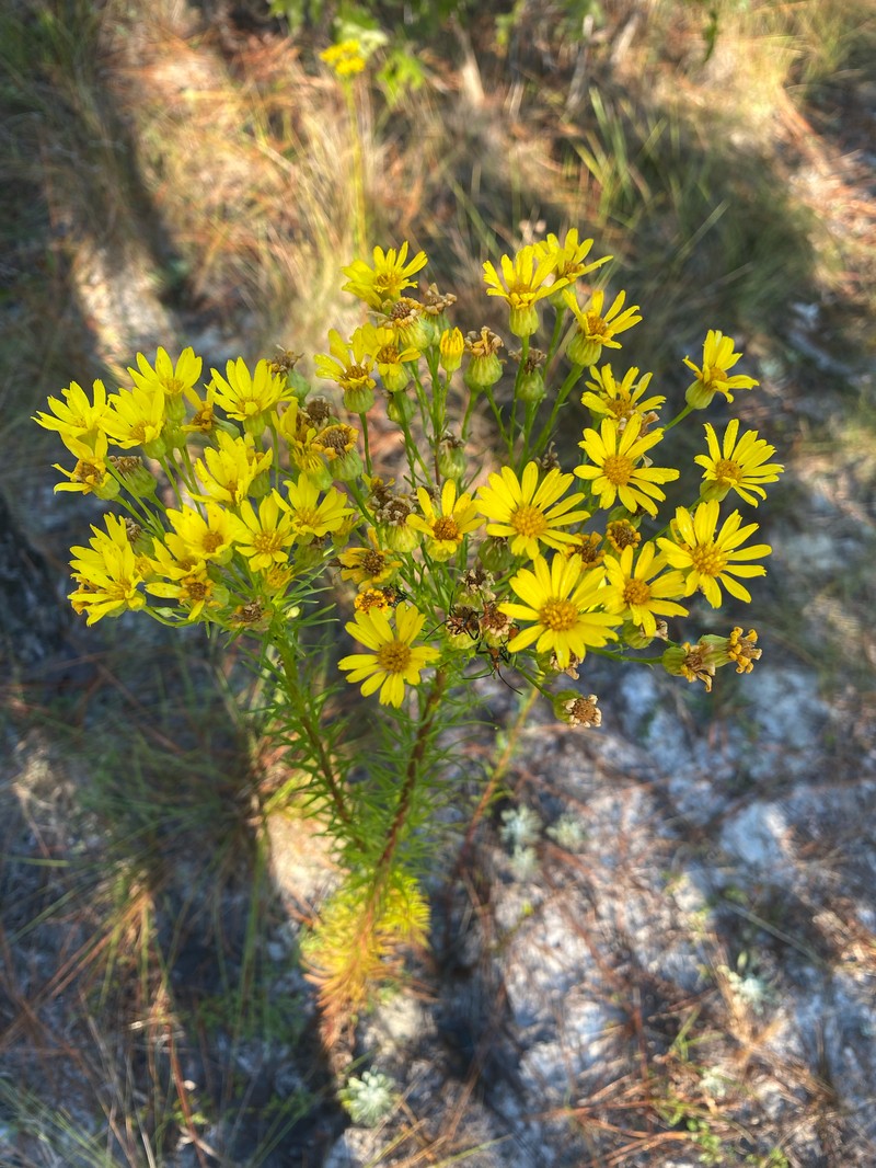 Chrysopsis linearifolia var. linearifolia
