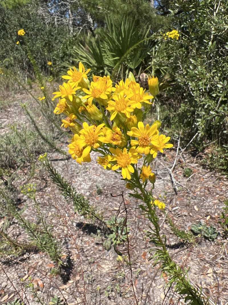 Chrysopsis linearifolia var. linearifolia photo 2