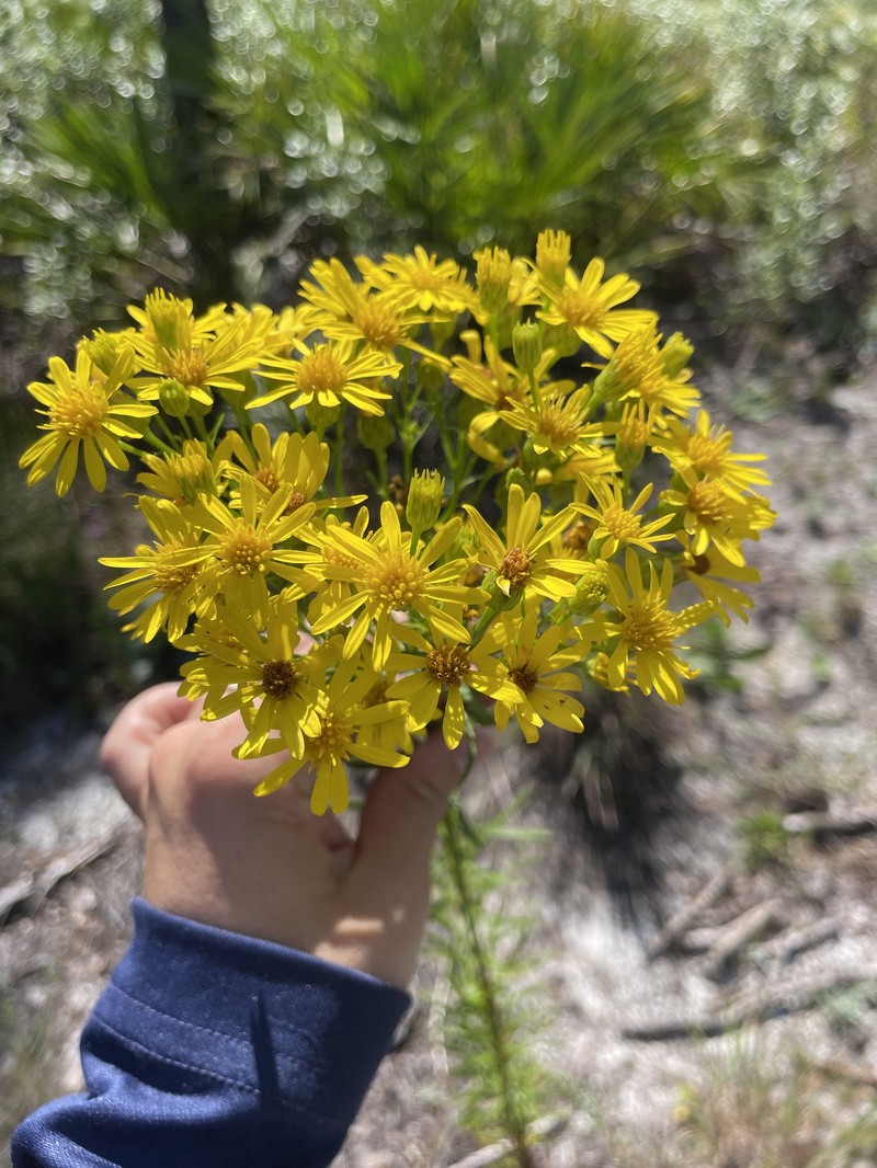 Chrysopsis linearifolia var. linearifolia photo 3