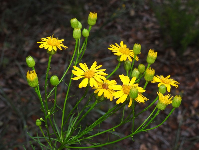 Chrysopsis linearifolia var. linearifolia photo 4