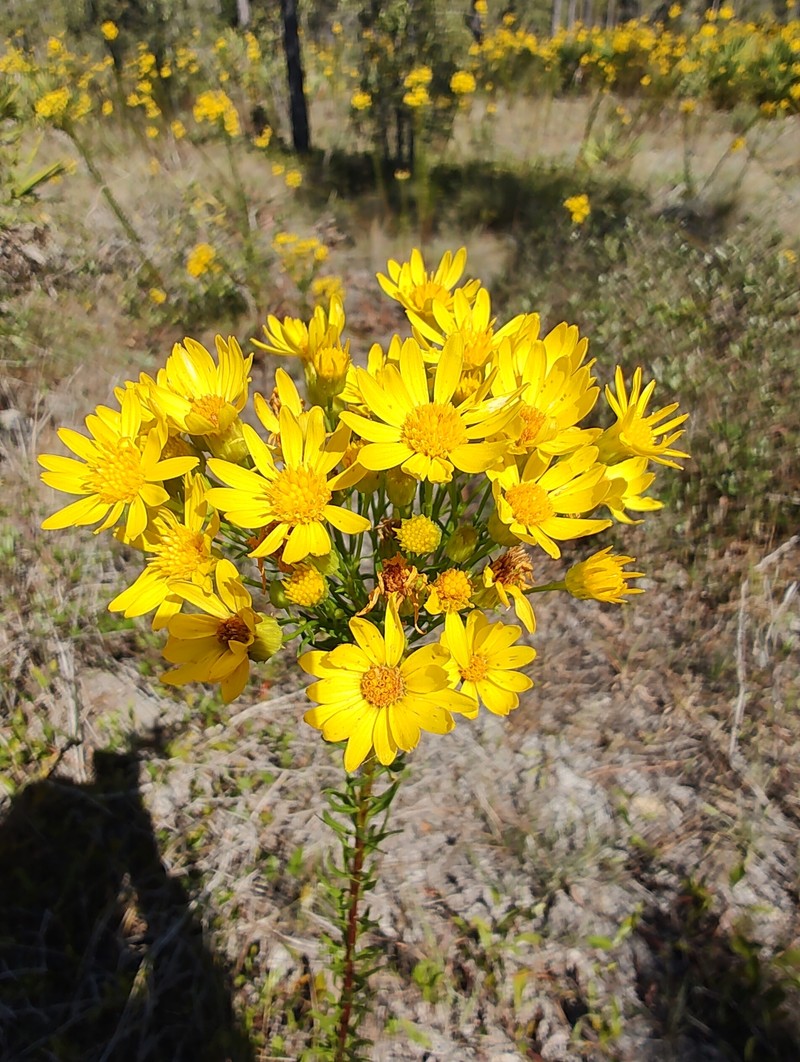Chrysopsis linearifolia var. linearifolia photo 5