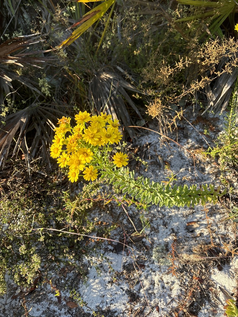 Chrysopsis linearifolia var. linearifolia photo 6