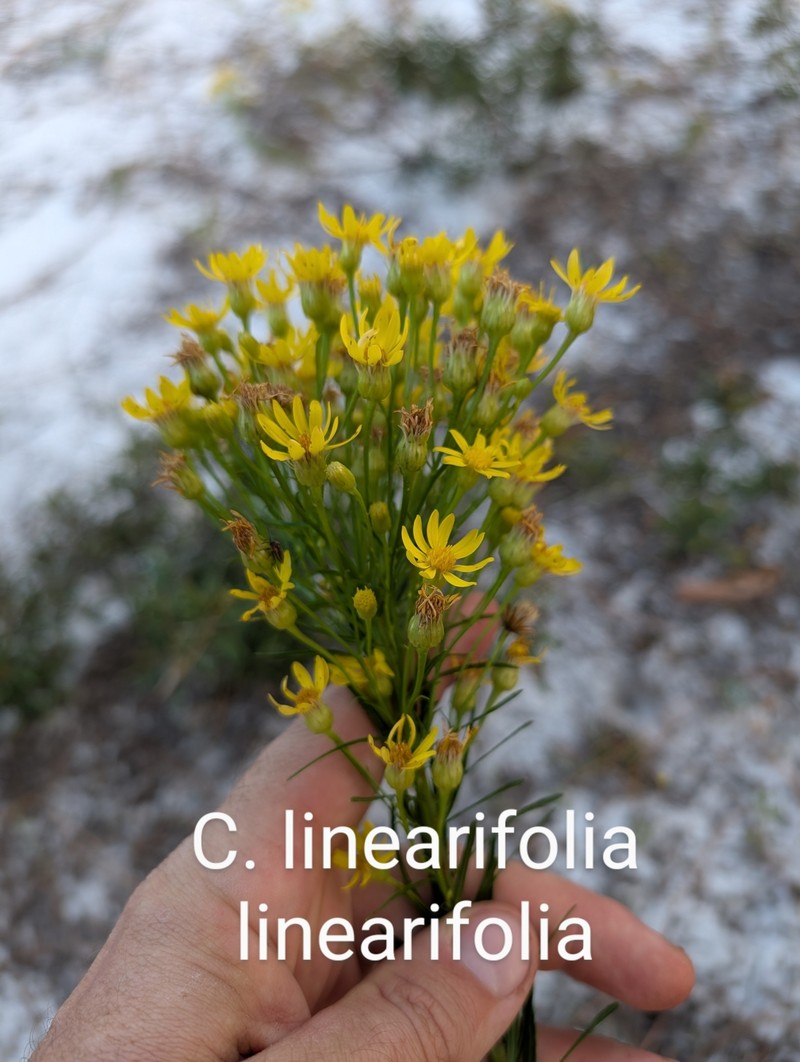 Chrysopsis linearifolia var. linearifolia photo 7