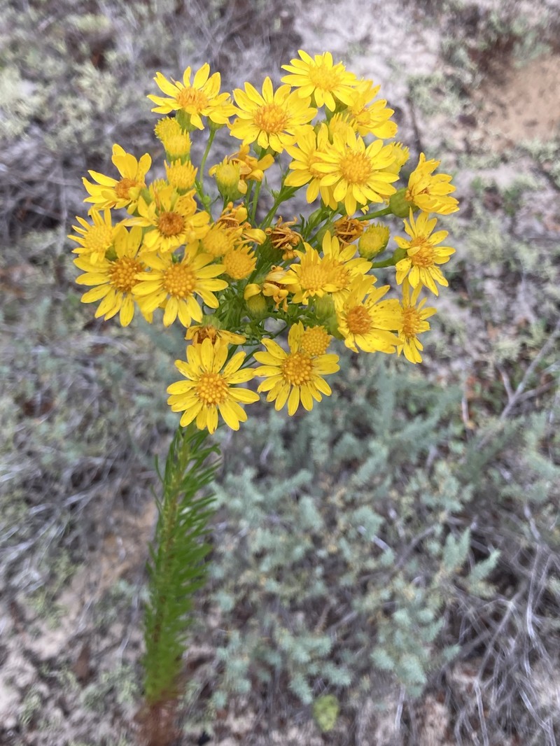 Chrysopsis linearifolia var. linearifolia photo 8