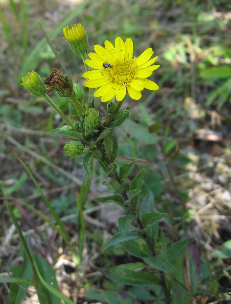 Maryland Goldenaster