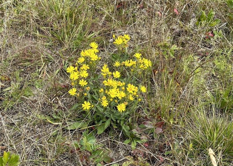 Maryland Goldenaster