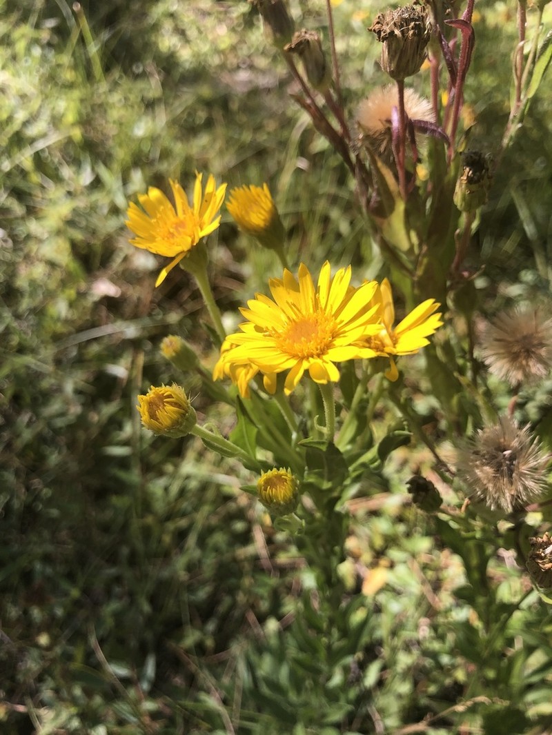 Maryland Goldenaster photo 2