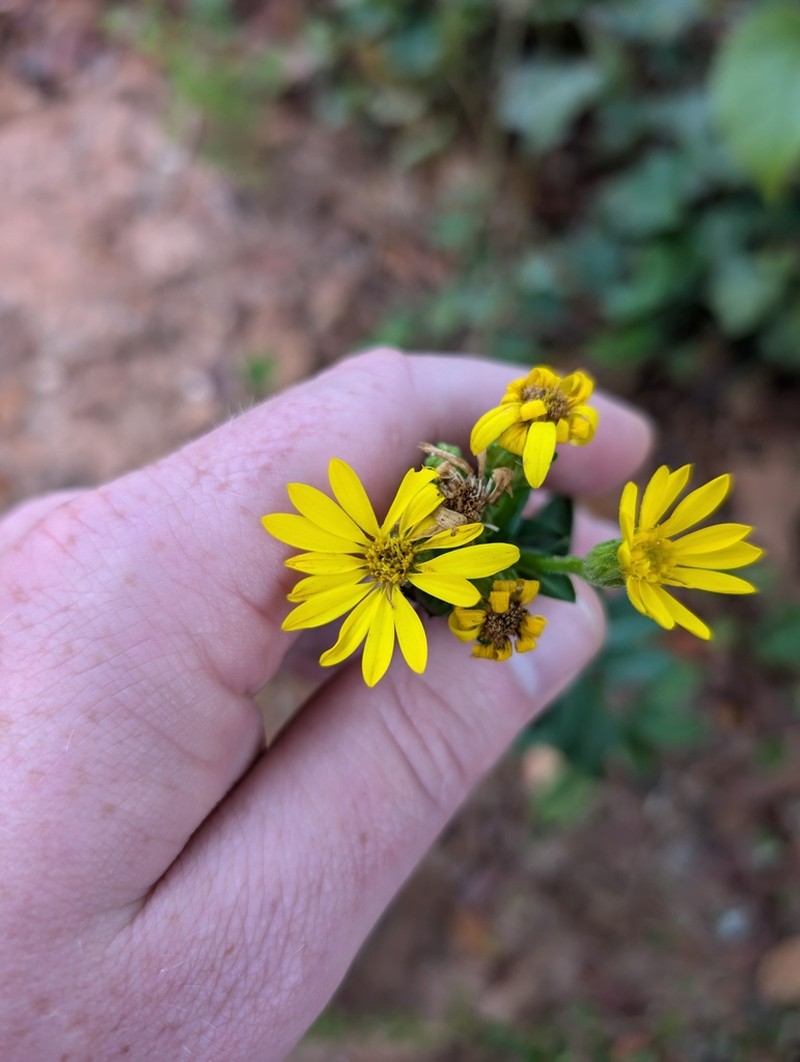 Maryland Goldenaster photo 3