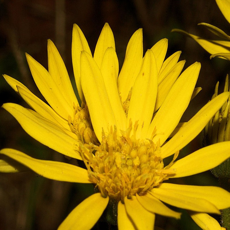 Maryland Goldenaster photo 4