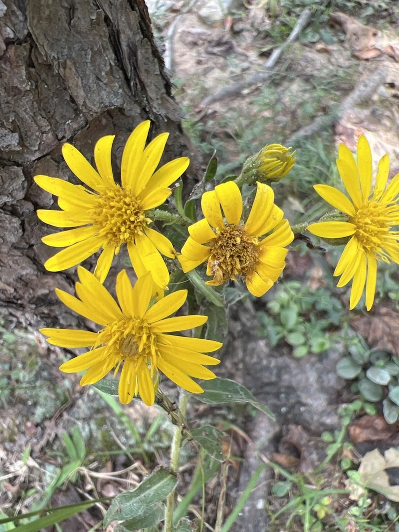 Maryland Goldenaster photo 5