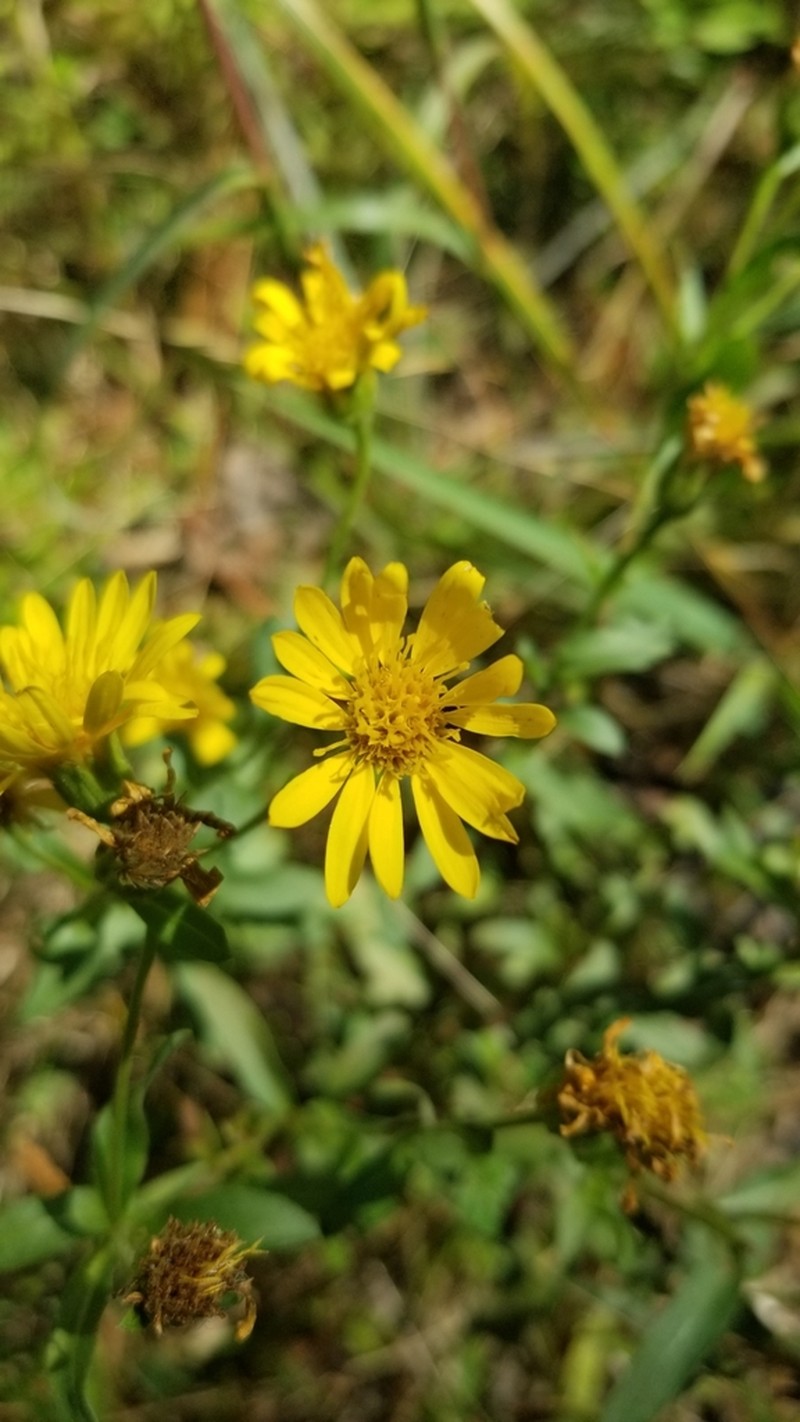 Maryland Goldenaster photo 6