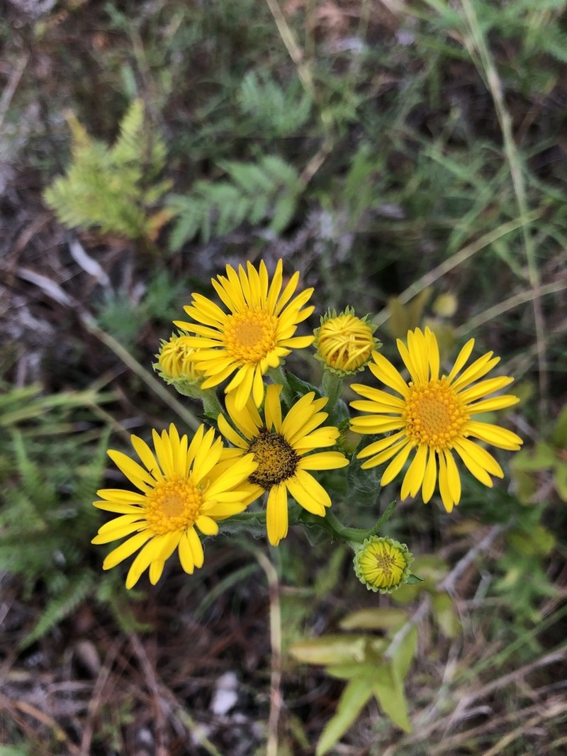 Maryland Goldenaster photo 7