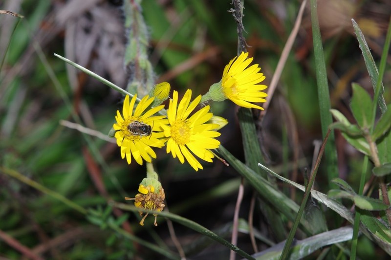 Maryland Goldenaster photo 8