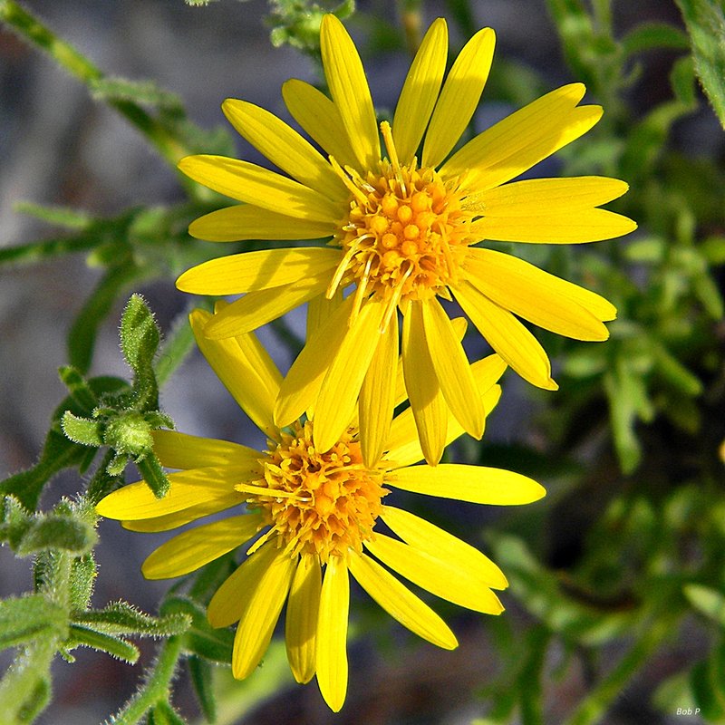 Coastal Plain Goldenaster