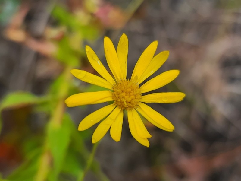 Coastal Plain Goldenaster