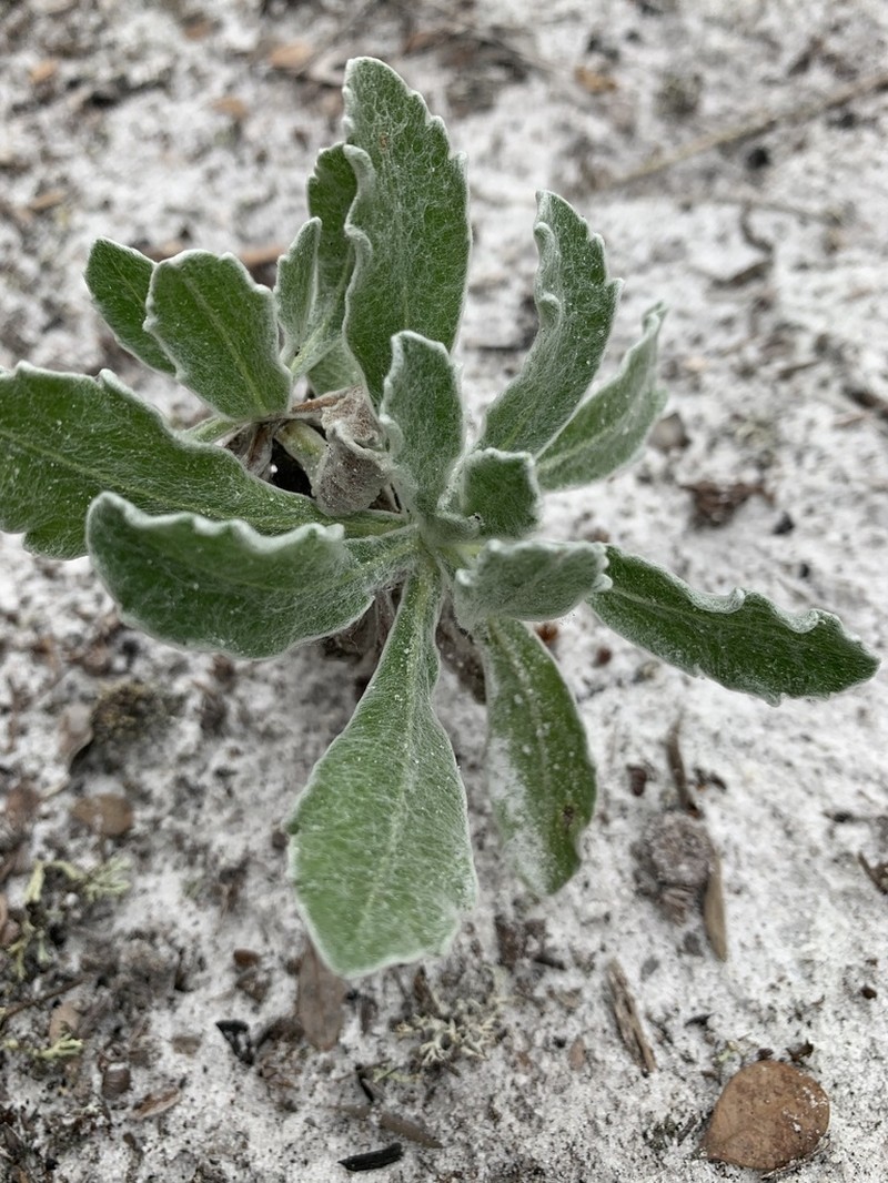 Coastal Plain Goldenaster photo 2