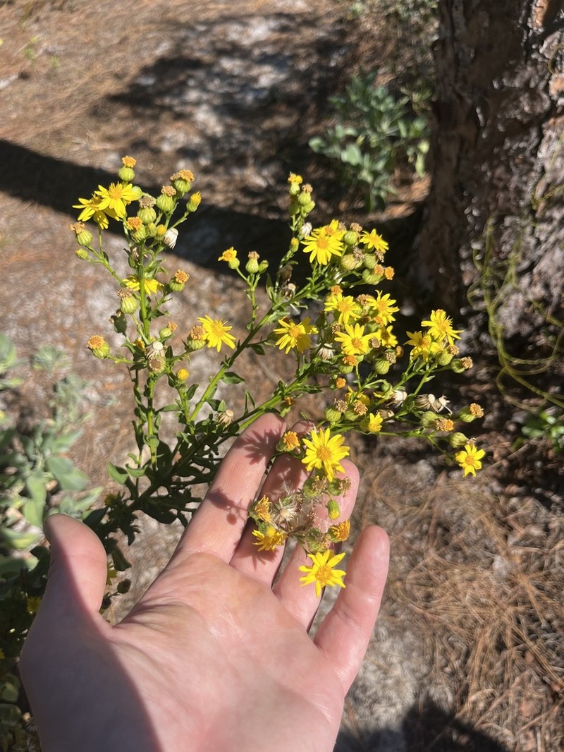 Coastal Plain Goldenaster photo 3