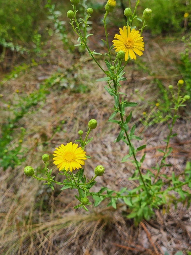 Coastal Plain Goldenaster photo 4