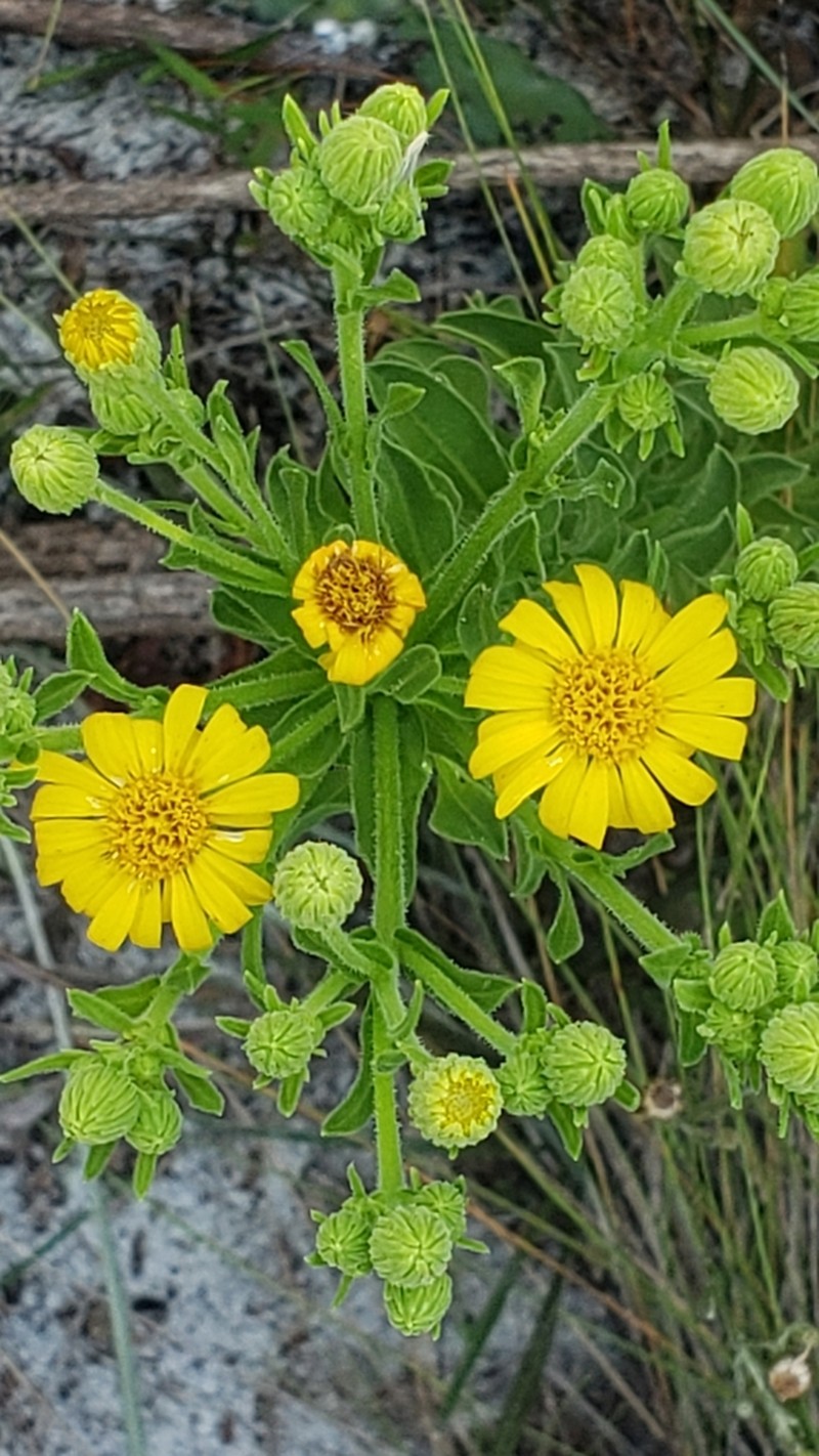 Coastal Plain Goldenaster photo 5