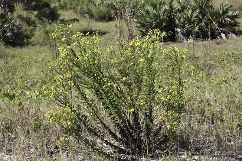 Coastal Plain Goldenaster photo 6