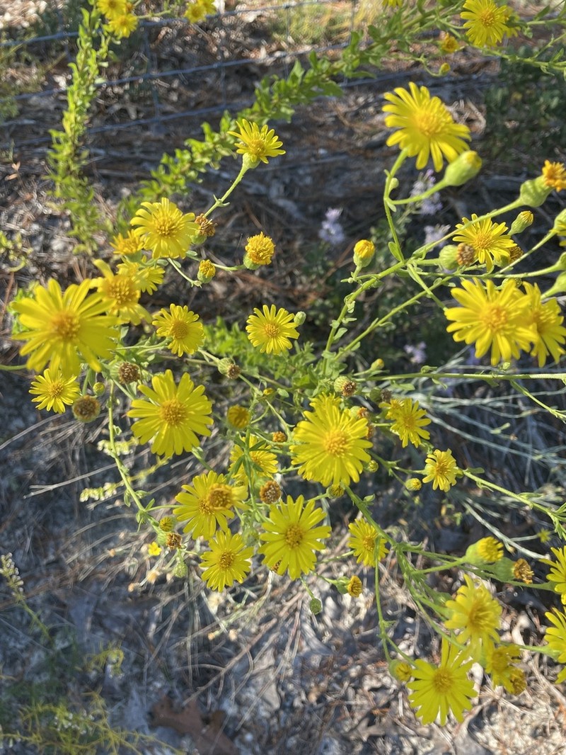 Coastal Plain Goldenaster photo 7