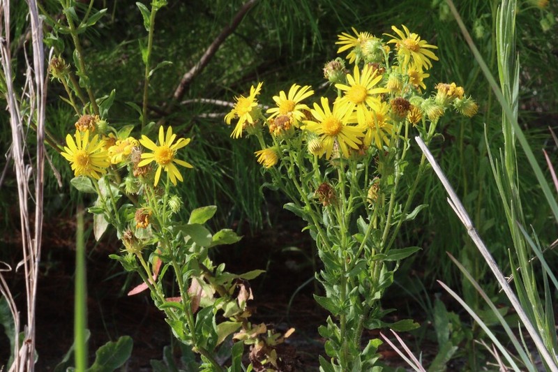 Scrubland Goldenaster
