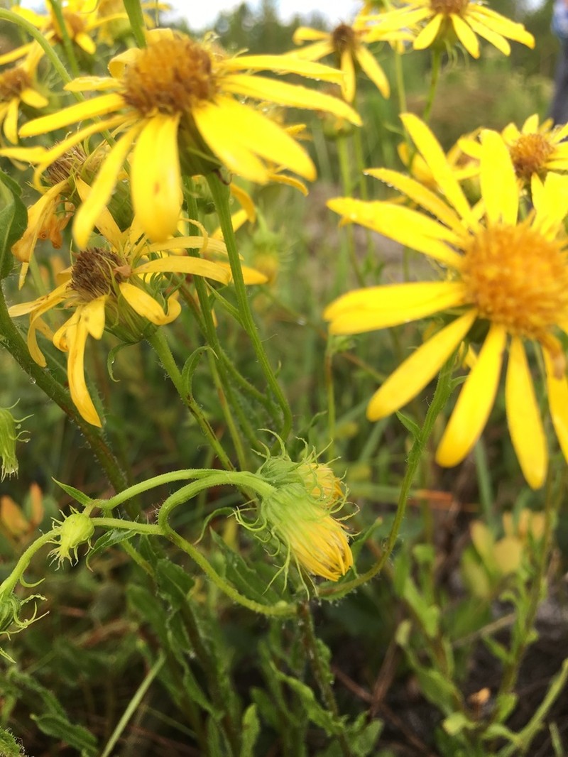 Scrubland Goldenaster photo 2