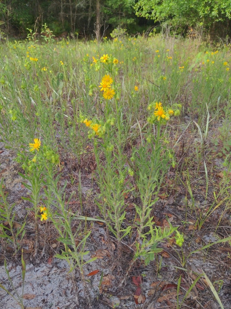 Scrubland Goldenaster photo 3