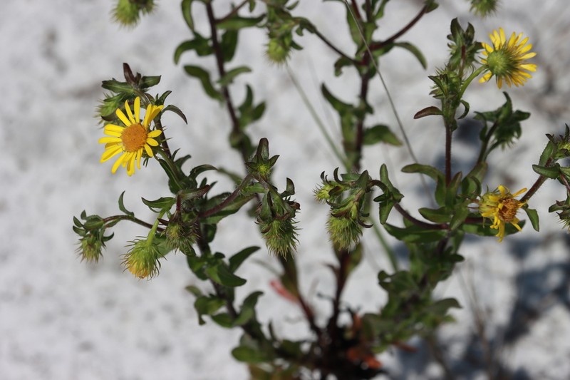 Scrubland Goldenaster photo 4