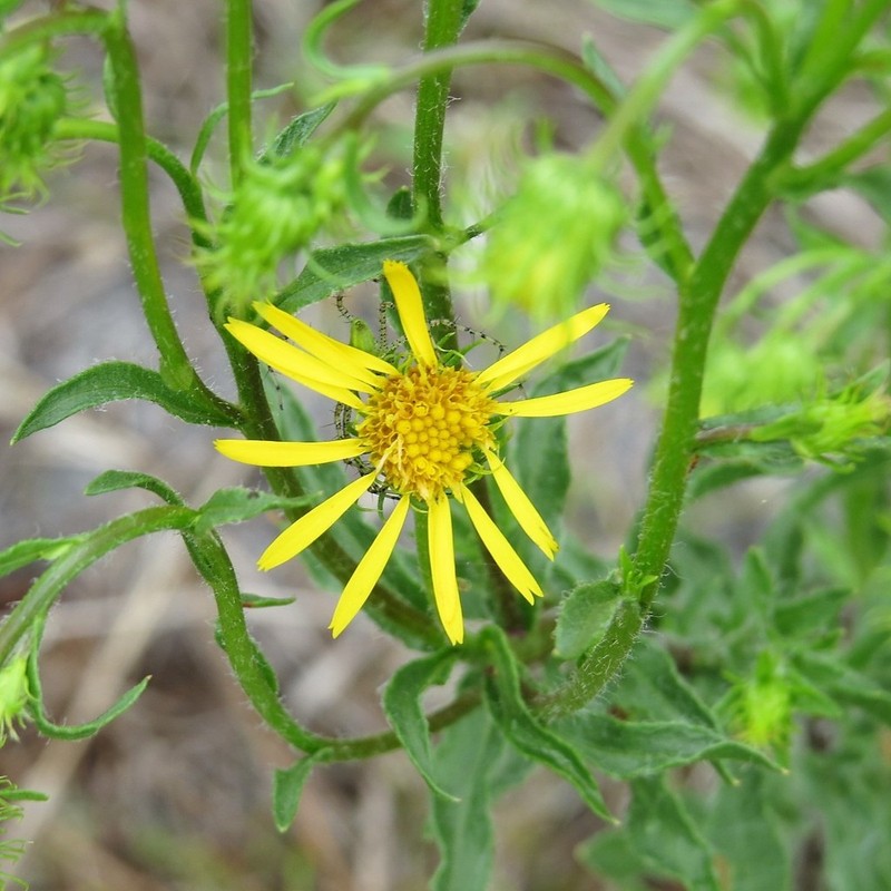 Scrubland Goldenaster photo 5