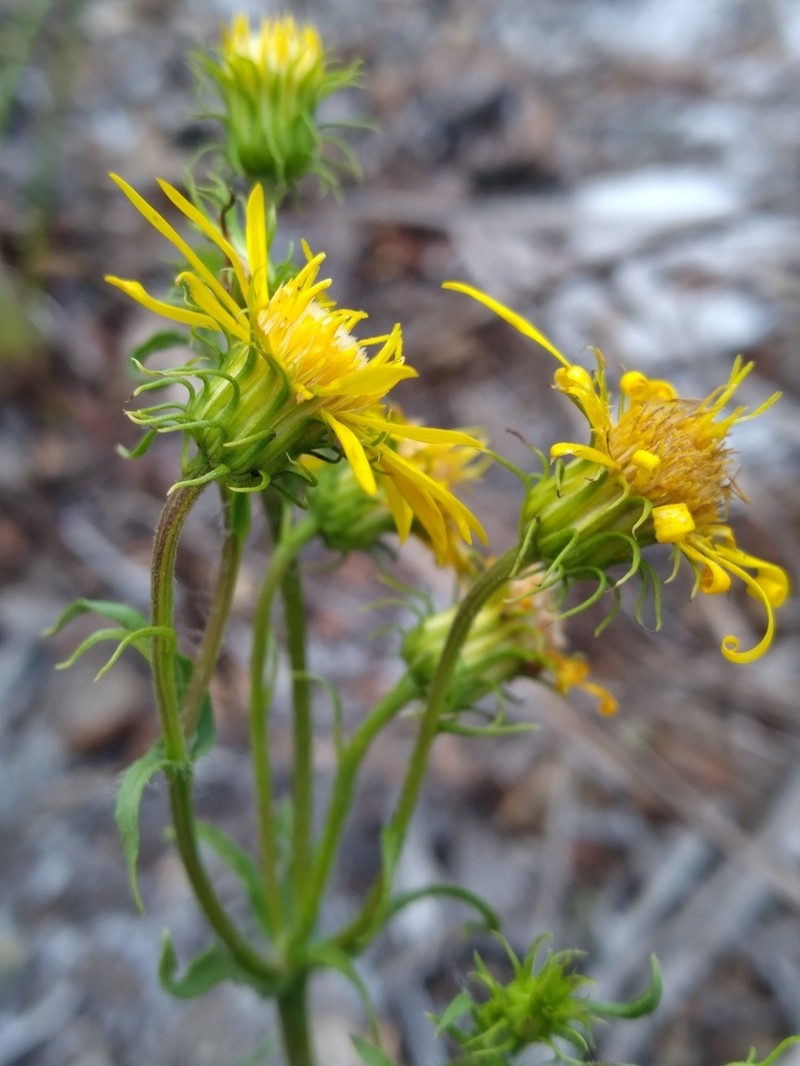 Scrubland Goldenaster photo 6