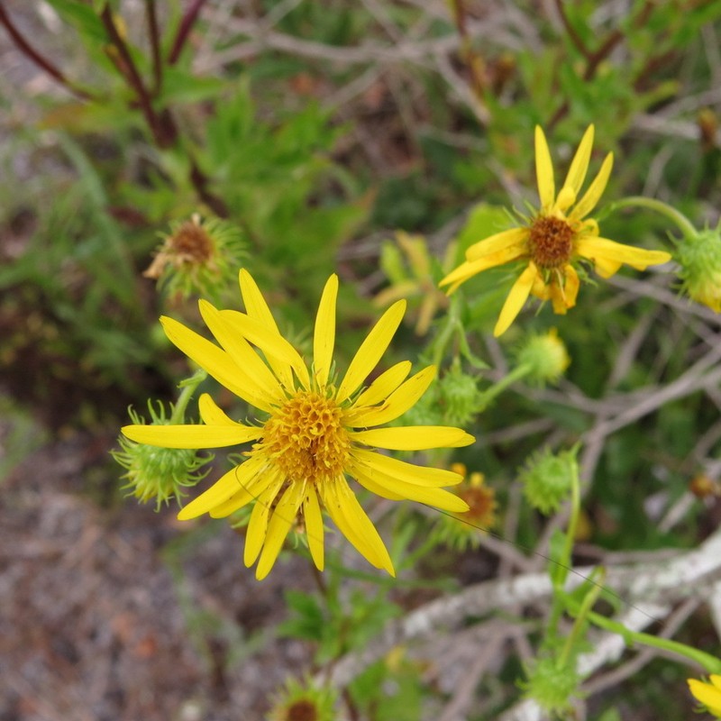 Scrubland Goldenaster photo 7