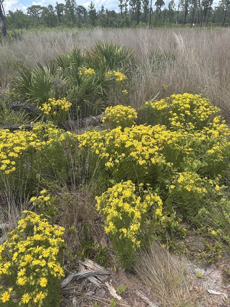 Scrubland Goldenaster photo 8