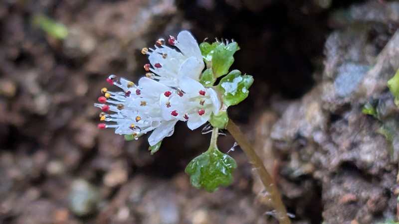 Chrysosplenium album var. album