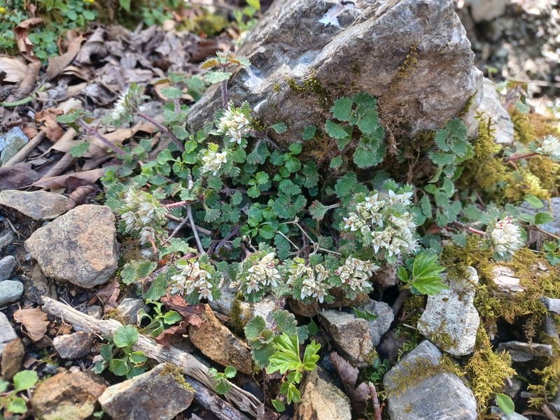 Chrysosplenium album var. album photo 2