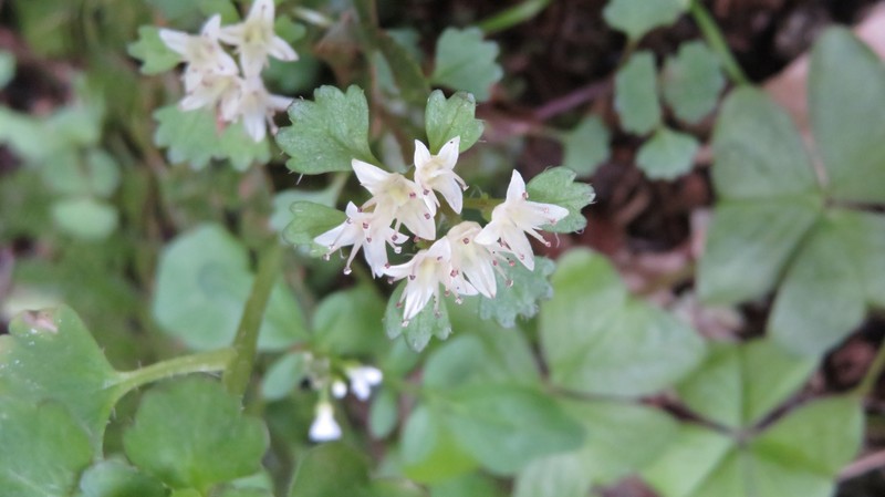 Chrysosplenium album var. album photo 3