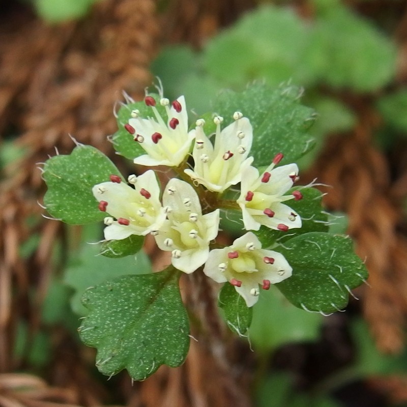 Chrysosplenium album var. album photo 4